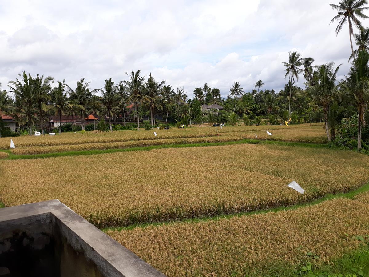 Umah Dangin